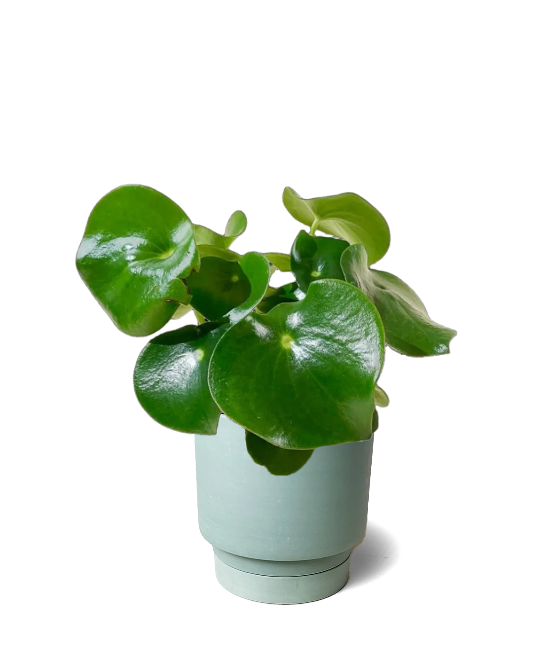 Freshest Indoor Plants Ready for Delivery